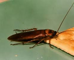 chinese roaches